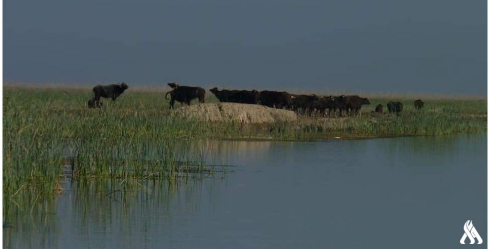 بالصور ..عودة الحياة الطبيعية للاهوار الوسطى