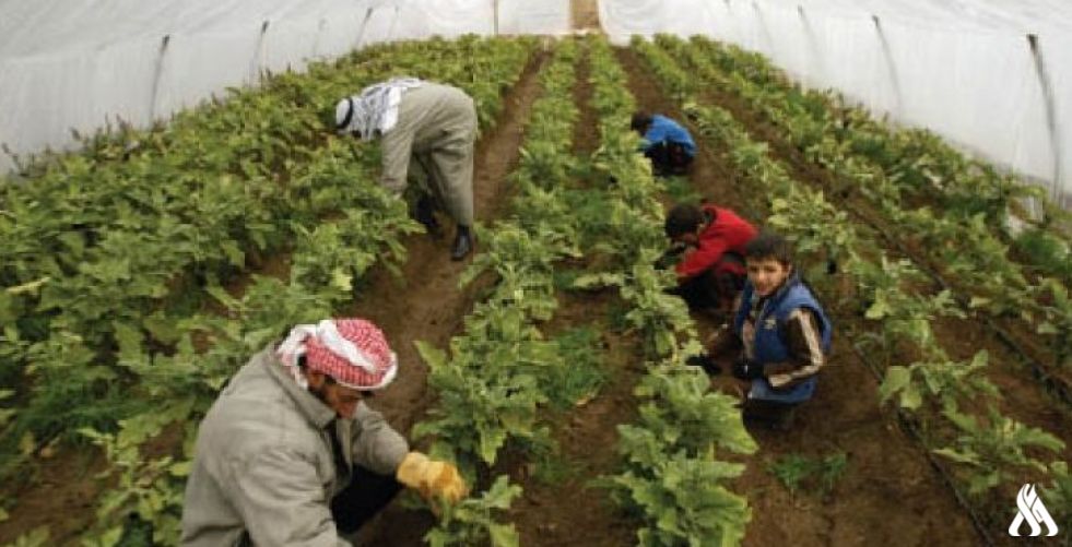 الزراعة النيابية: العراق سيكتفي ذاتياً لأغلب المحاصيل العام الحالي