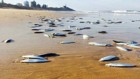 ظاهرة غريبة في كوينزلاند تظهر فيها آلاف الأسماك على الشاطئ وتختفي خلال 24 ساعة