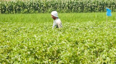 مسؤول: مصر تستهدف زيادة صادراتها الزراعية إلى روسيا 15% في 2016