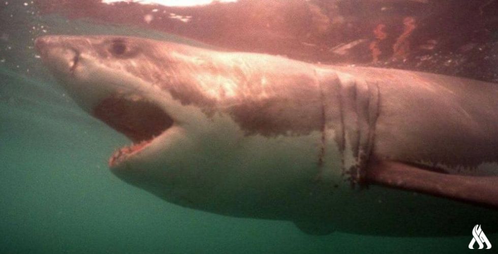 معاناة القرش.. لماذا تتألم الملايين من "وحوش البحر"؟