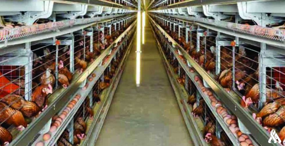 كربلاء تنتج أكثر من (94) مليون بيضة خلال النصف الأول من العام الحالي