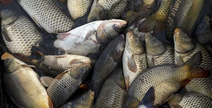 لزراعة: مستمرون في مشاريعنا لتنمية وأكثار الاسماك العراقية المهددة بالانقراض