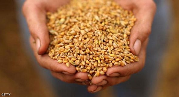 انخفاض حاد لمحصول الجزائر من الحبوب