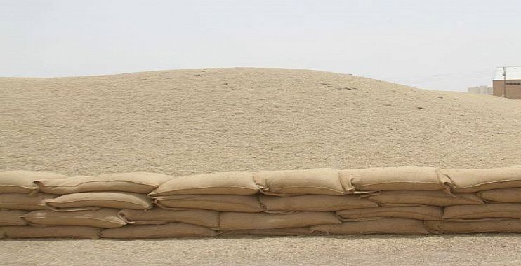 ذي قار تسوق 111 ألف طن من الحنطة