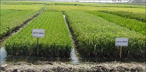 الاقتصاد الأخضر وسيلة ناجحة لتحقيق التنمية المستدامة