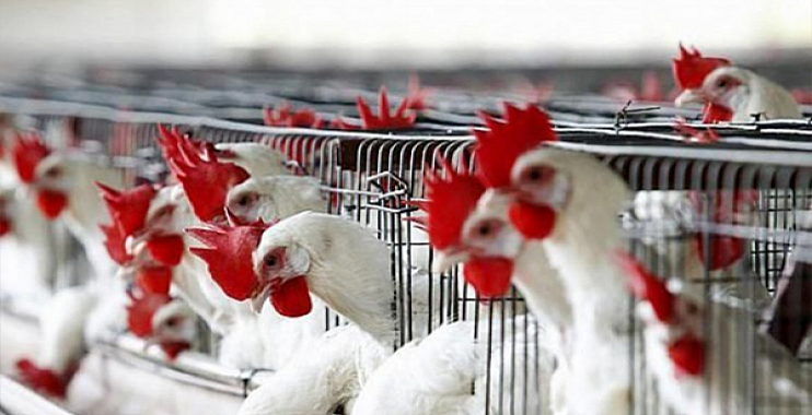 محافظ بغداد يمنع دخول الدجاج ومنتجاته عبر منفذ الراشدية