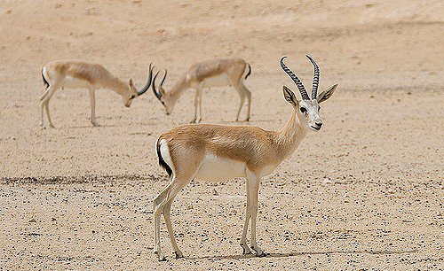 بعد الفلامينغو.. الريم المهدد بالانقراض يباع في ديالى
